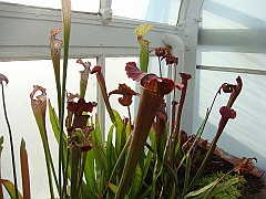 337 Longwood Gardens [2008 August 23]